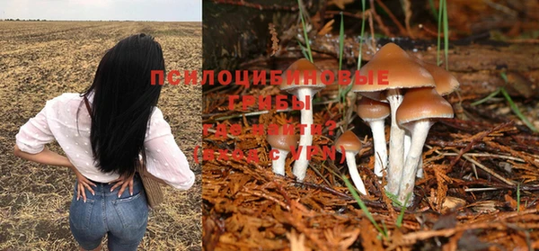 прущие грибы Абинск